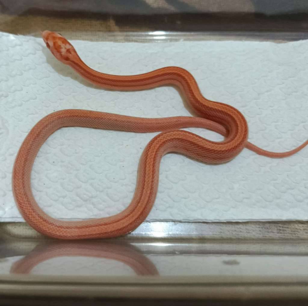 cs--amel-motley-tessera-het-anery-caramel-AK89EMRD3A