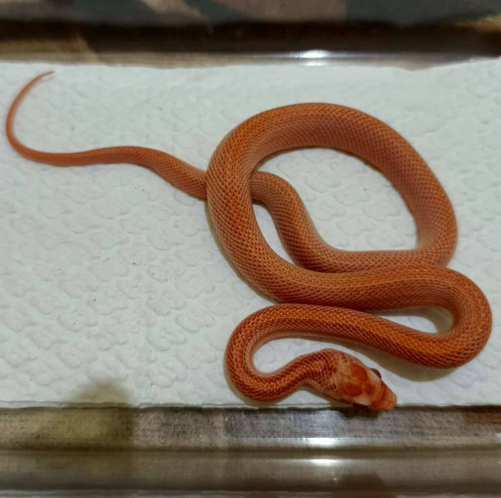 cs--amel-motley-tessera-het-anery-caramel-4YR1M5IOK9