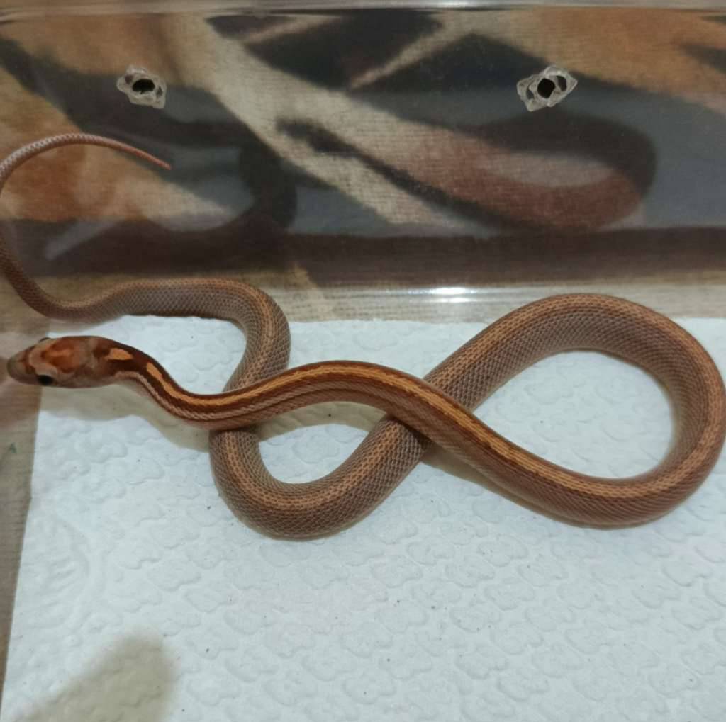 cs--motley-tessera-het-amel-anery-caramel-F6UORTS5A5