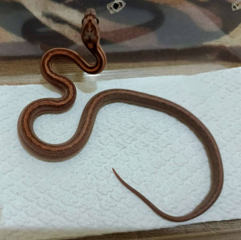 cs--motley-tessera-het-amel-anery-caramel-LAHLH7RPIR