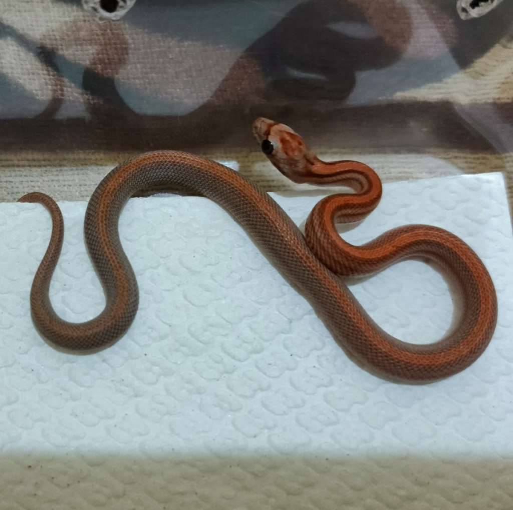 cs--motley-tessera-het-amel-anery-caramel-B5PI6GTSS4