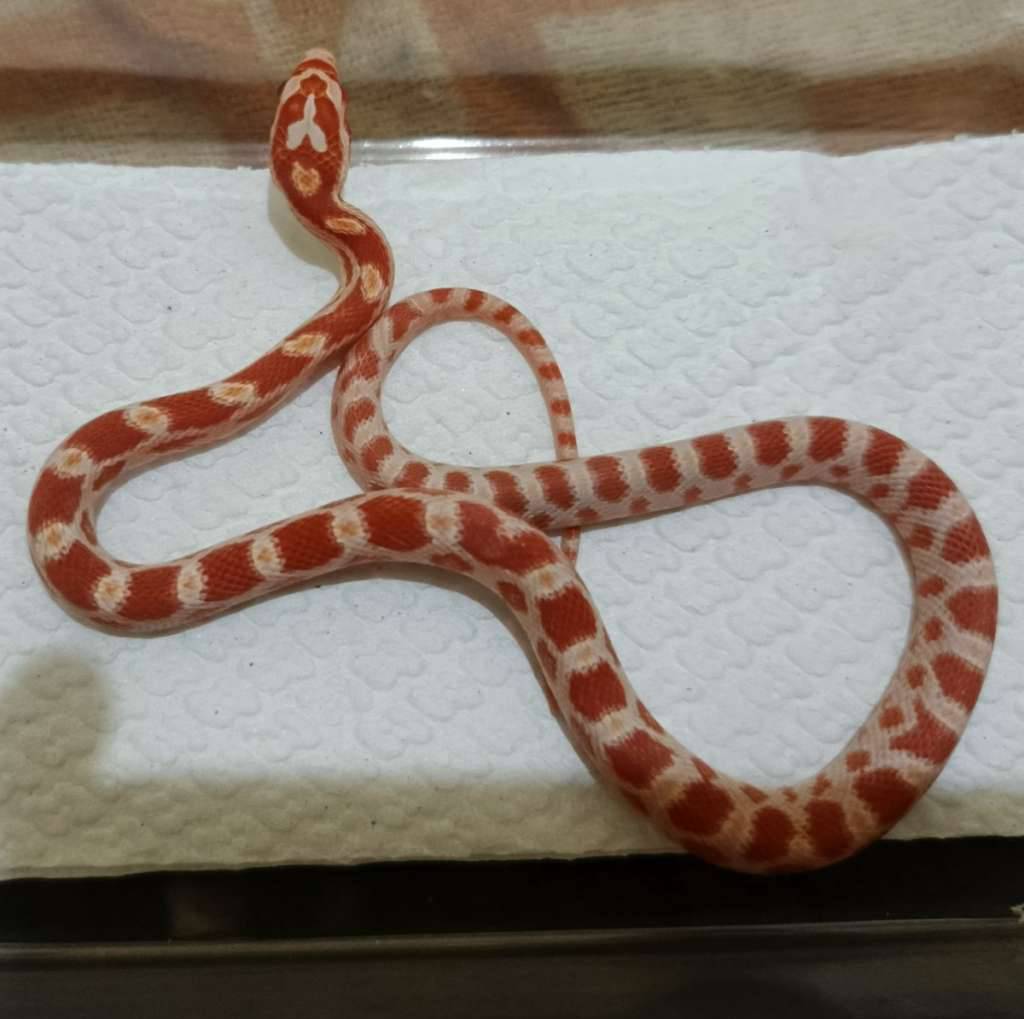 cs--amel-het-anery-caramel-motley-PUTBWZOXC8