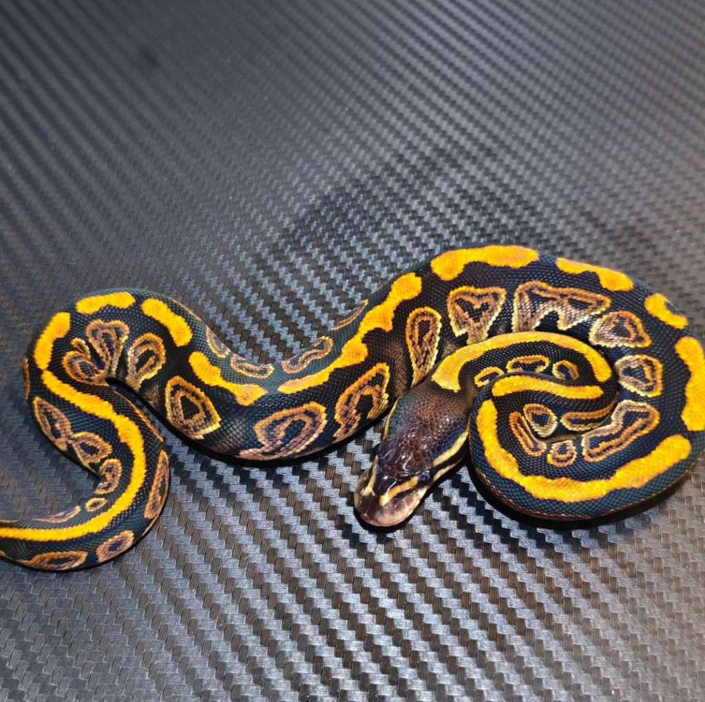 black-pastel-yellow-belly-T4VBX0R9Q9