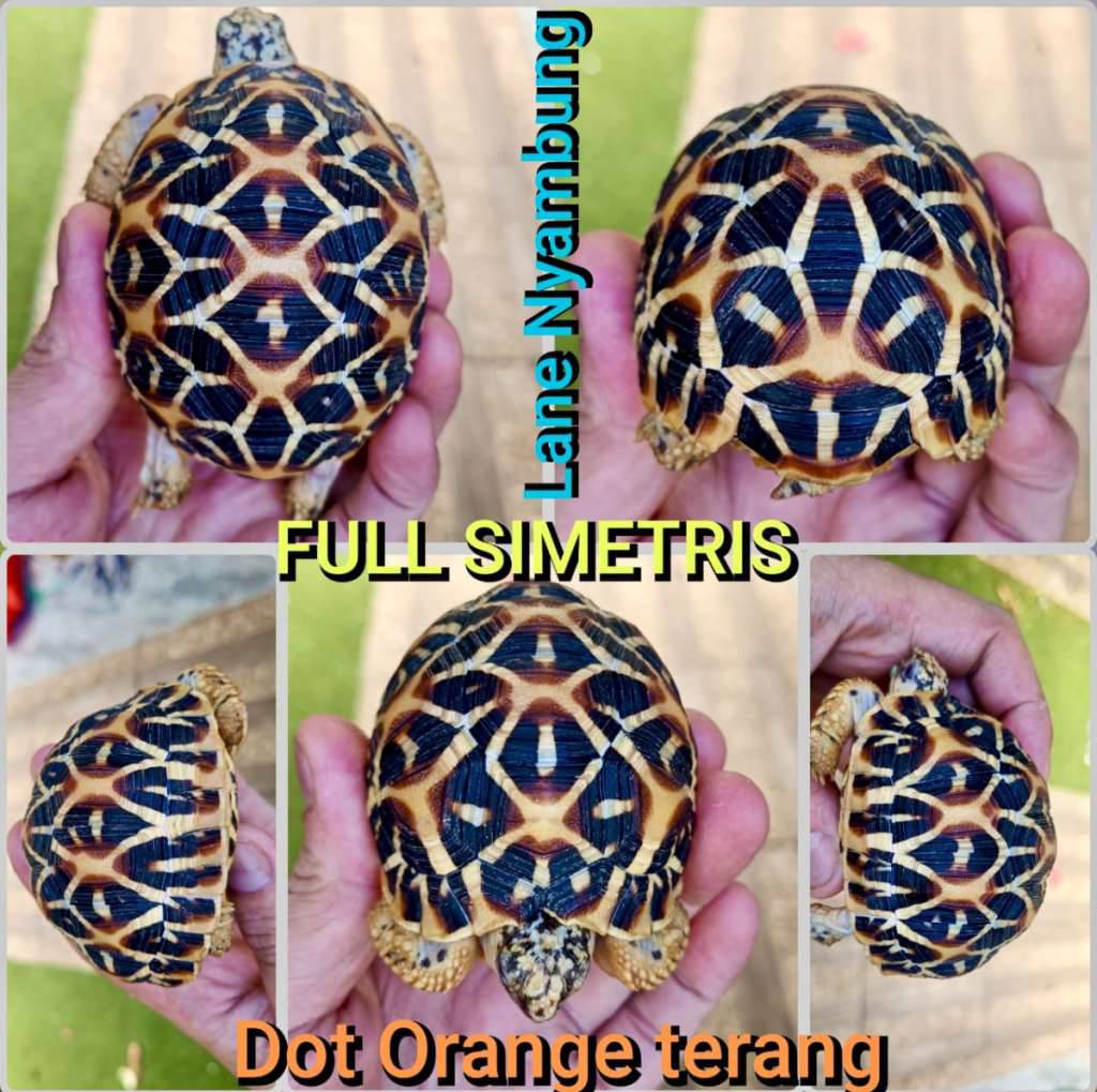 indian-star-special-3TWT0CEX3I