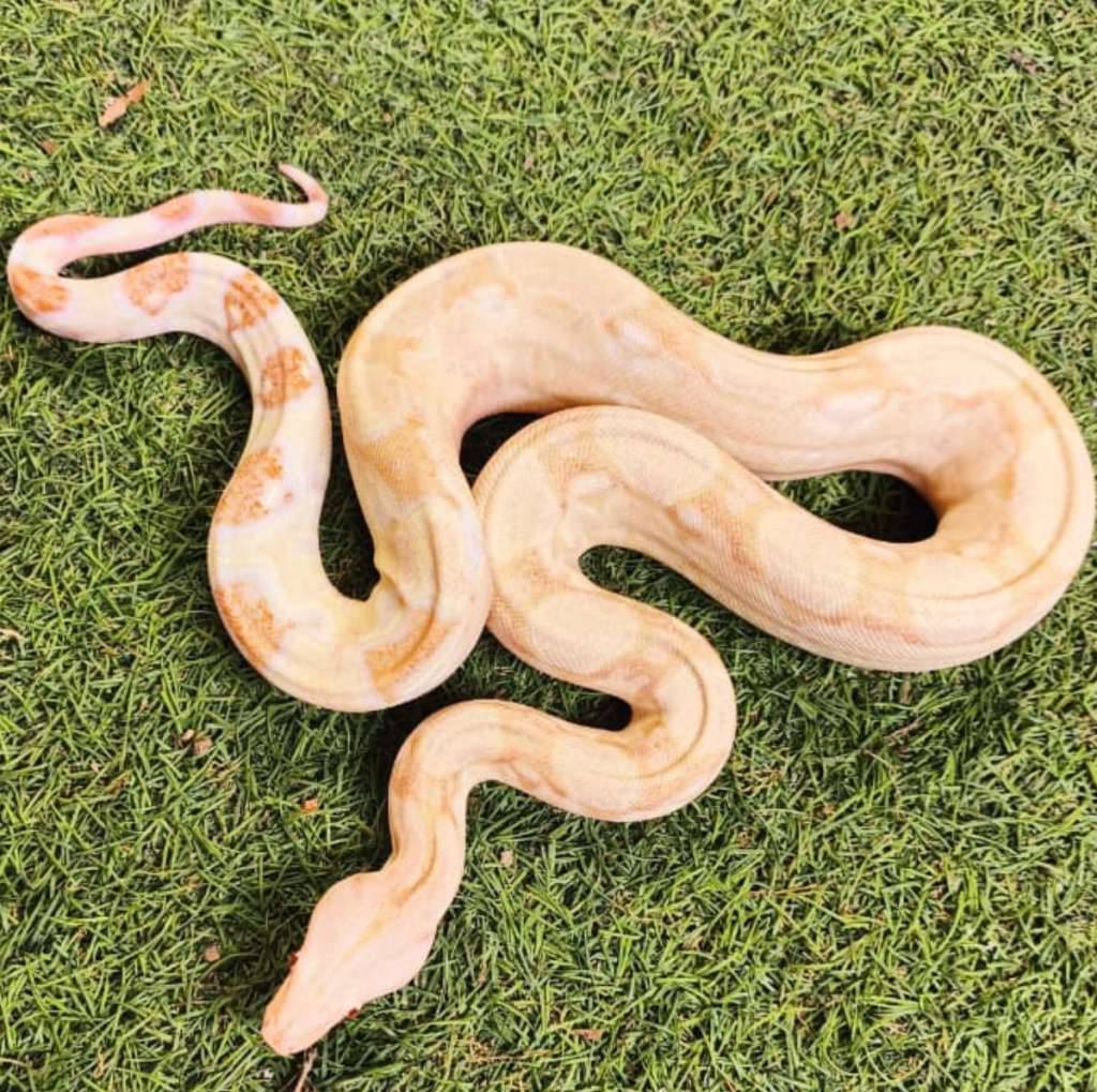 boa-coral-albino-het-anery-ph-snow-T16I896OO7