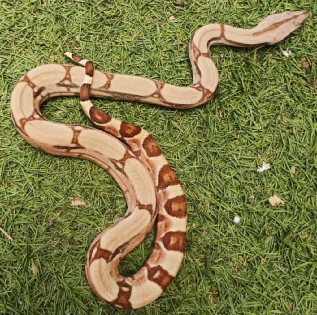 hypo-het-albino-sharp-50-dan-kahl-50-P9IFXR6U1M