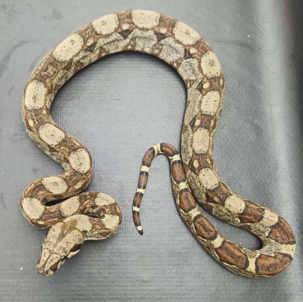 peastel-het-albino-kahl-DW4JWQTMZ1