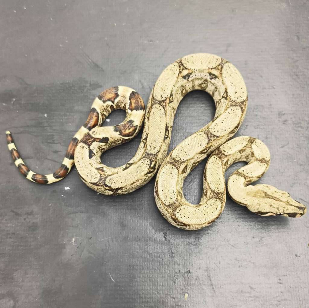 normal-het-albino-kahl-VGPA1WXR20