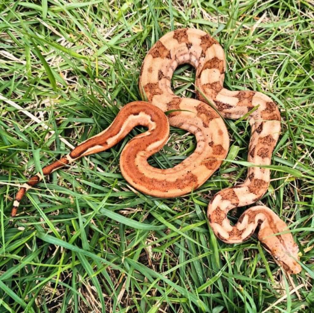 super-hypo-50-hog-island-poss-het-t-rare-ZZYIELVEPS