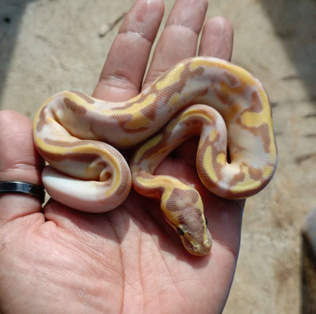 banana-pastel-enchi-pied-QDFZOYY3W0
