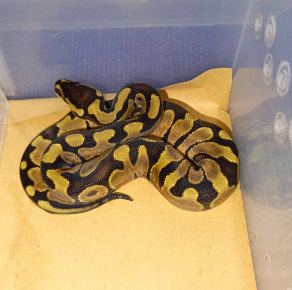 enchi-het-pied-0YFPEVD3X2