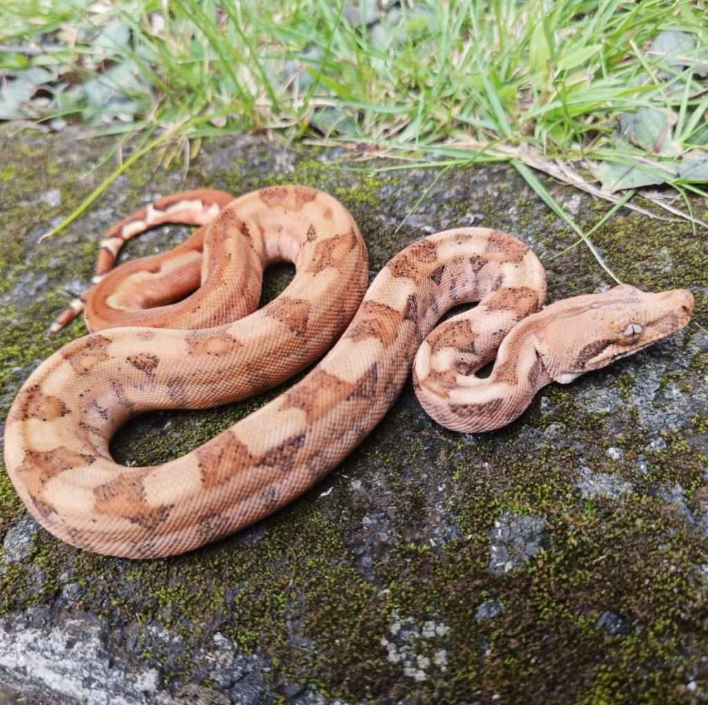 boa-super-hypo-50-het-albino-kahl-pos-hog-island-PGK576QKNU