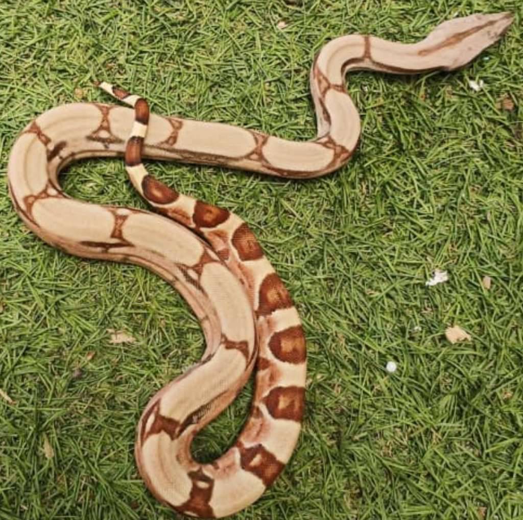 boa-hypo-het-albino-sharp-50--dan-kahl-50-XII5YMBNYO