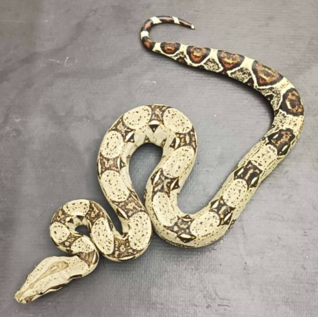 boa-het-albino-kahl-P7PITSI0TY