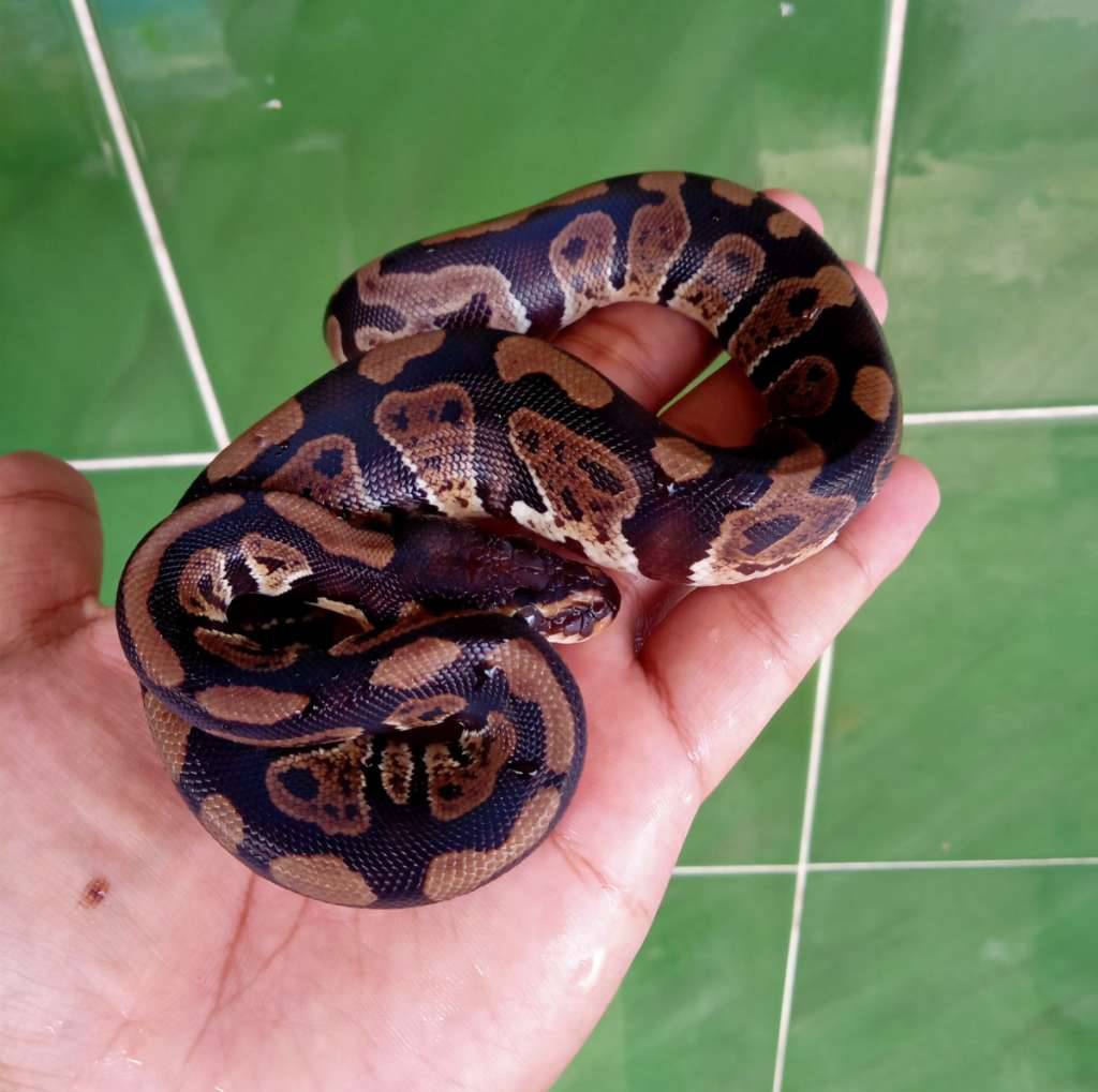 m-sable-het-grail-lavender-clown-AJ4RO5GAVV