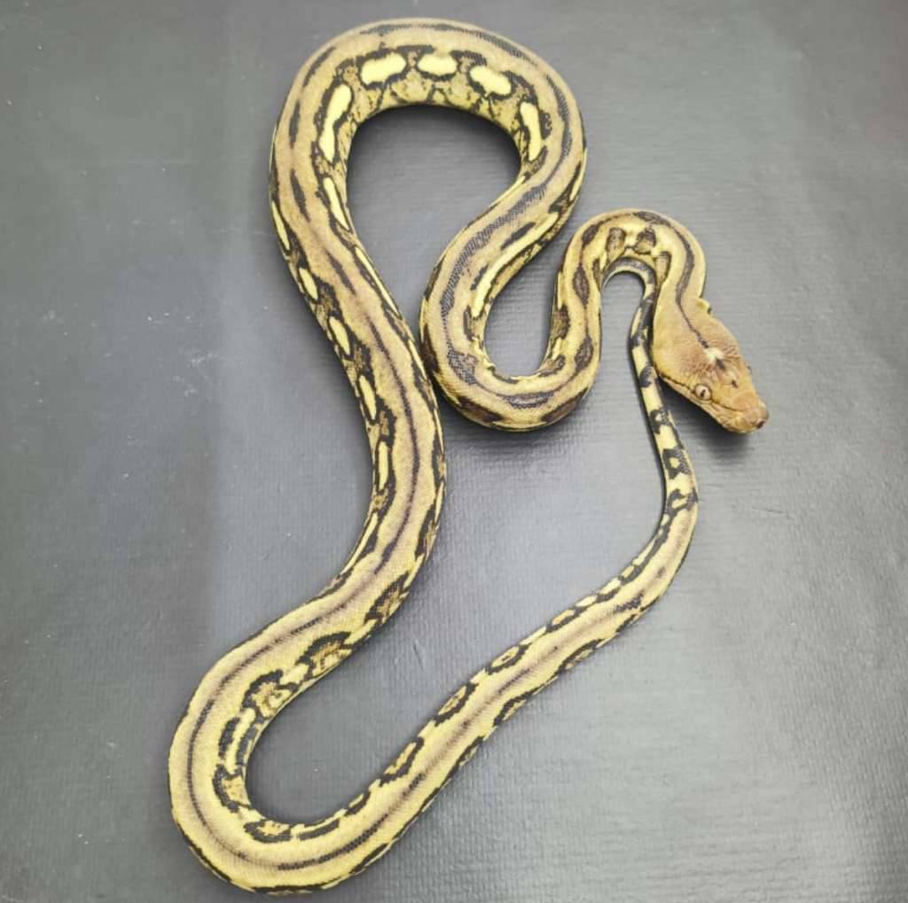 retic-tiger-HHHQMHNDAH