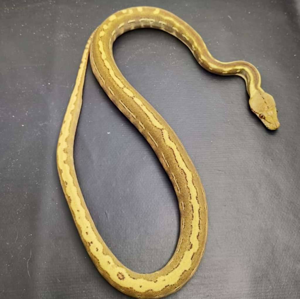 retic-phantom-platinum-AMVN57ZXHC