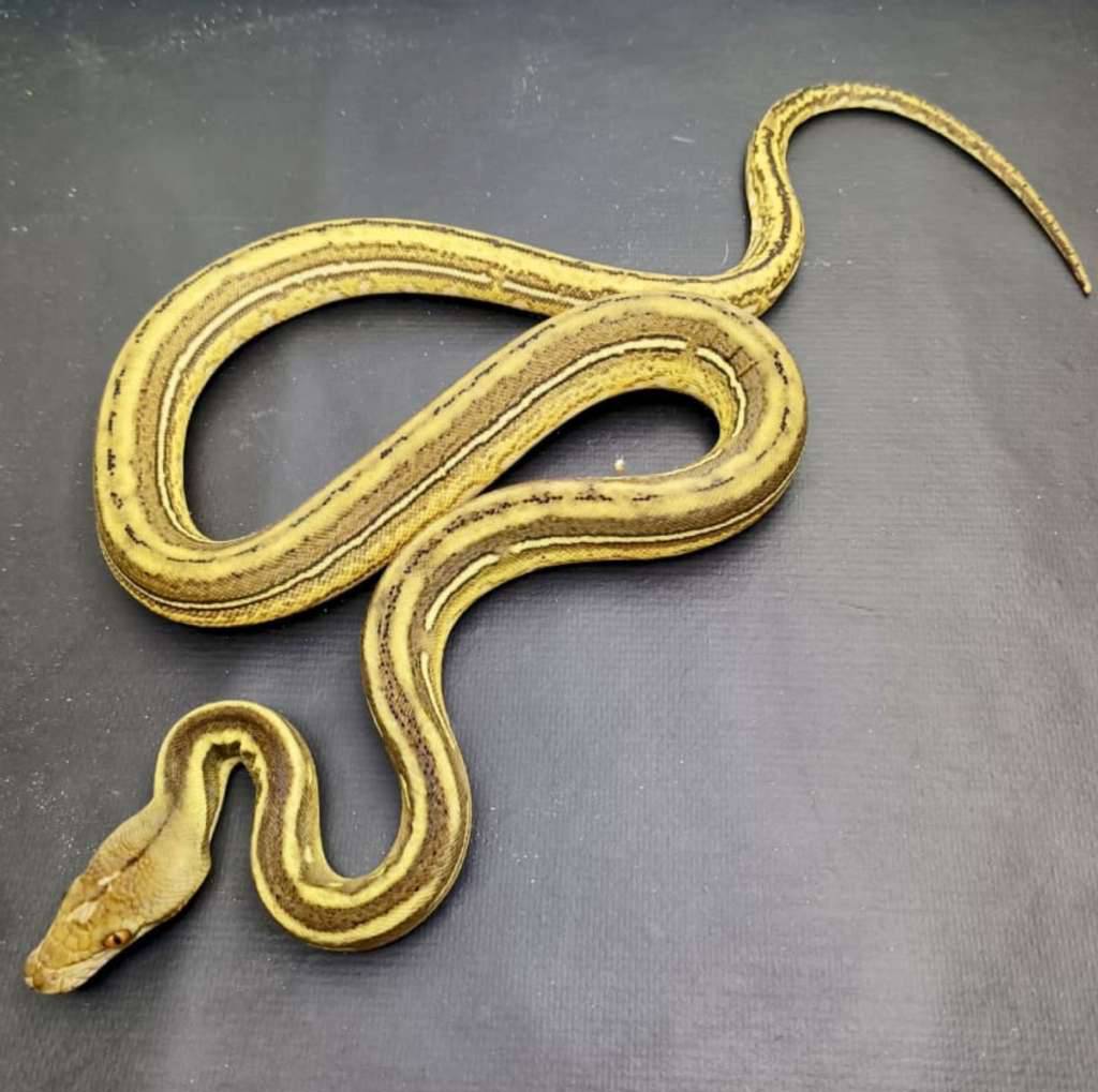 retic-phantom-tiger-GLLSQFKFE0