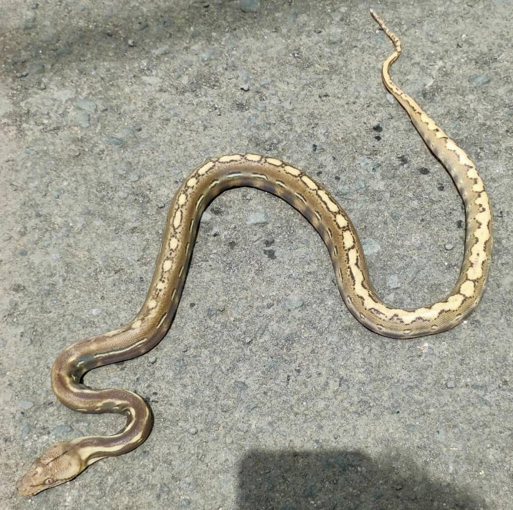 retic-phantom-platinum-DUT0GADOJK