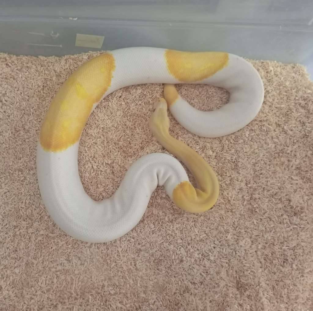 albino-pied-ZWYRWS9KQA