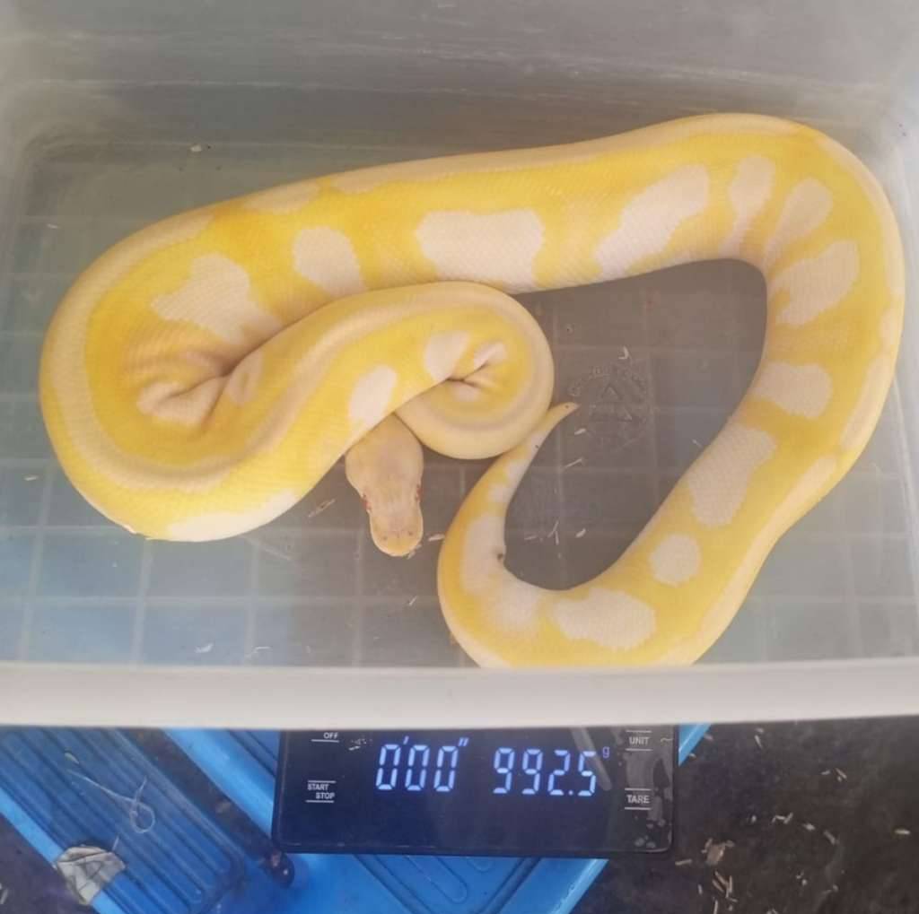 mojave-albino-FQHR8VIL58