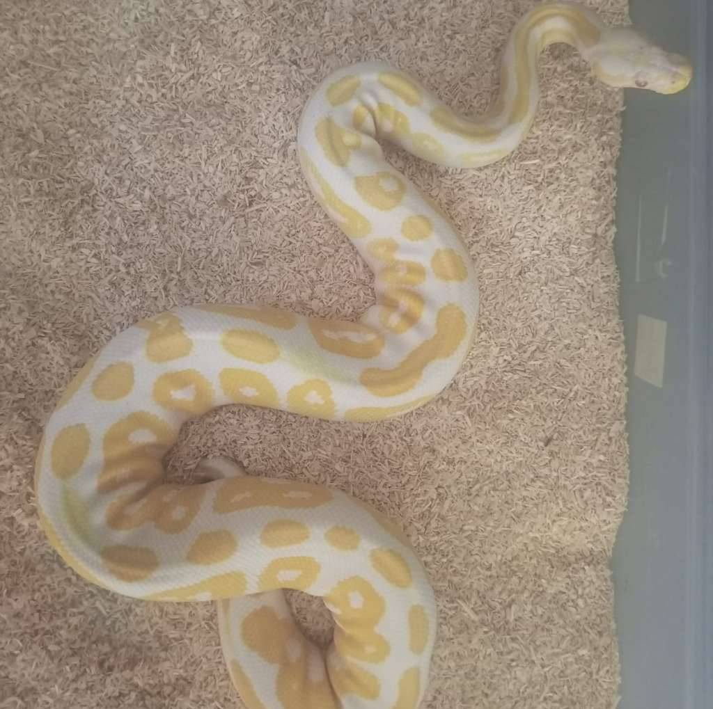 black-pastel-albino-AQI055CVF0