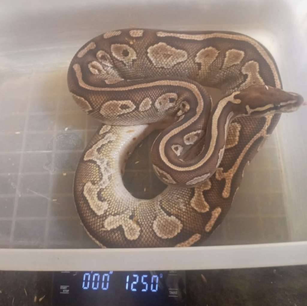 butter-het-pied-F3TA9F9VZU