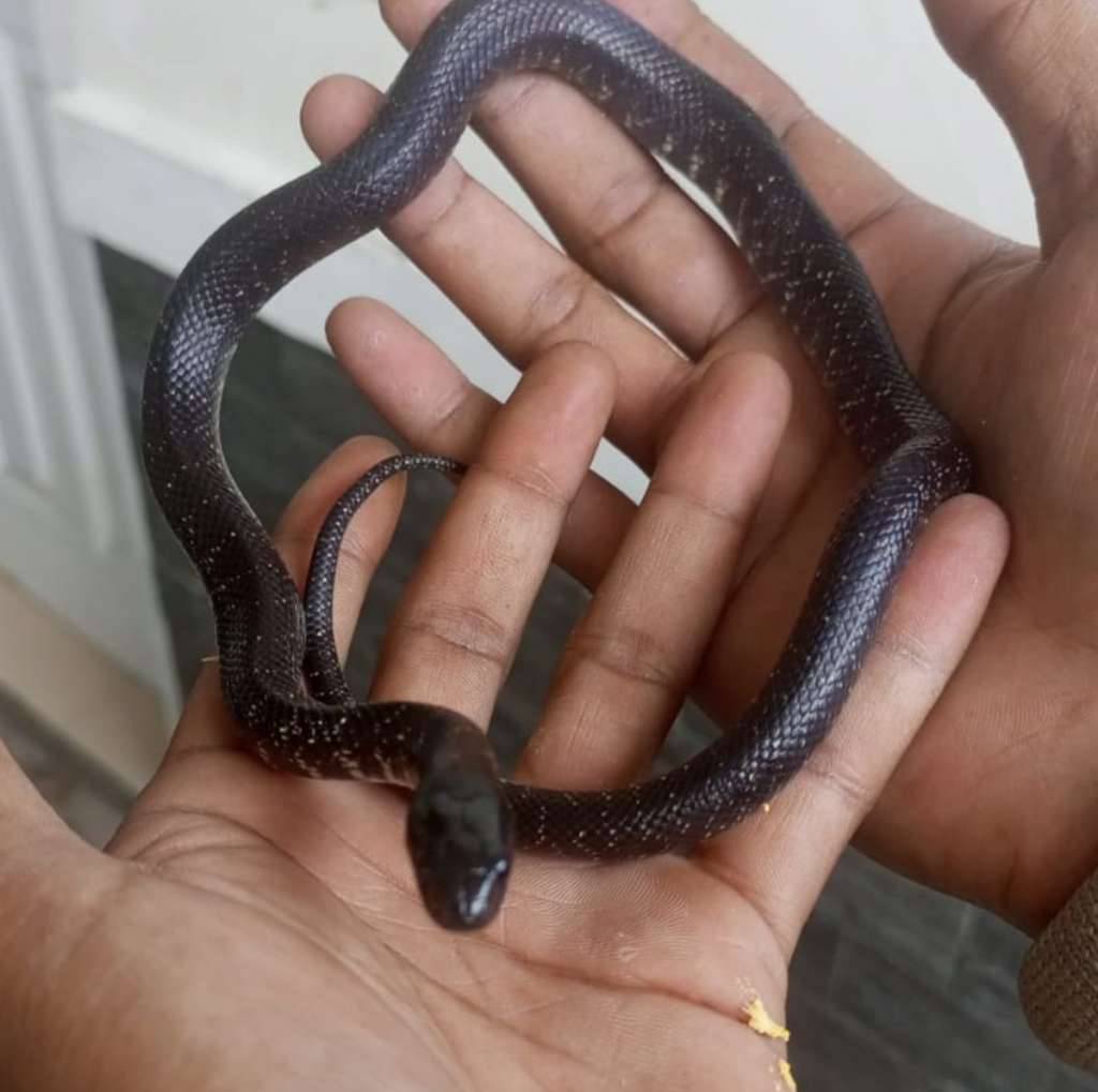 mexican-black-king-snake-PV28EQKR9I