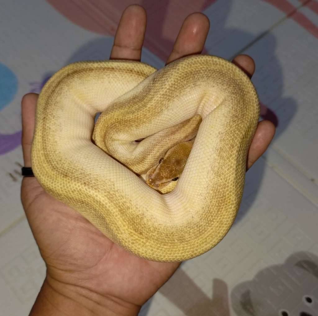 01-lesser-od-genetic-stripe-57737QL98X