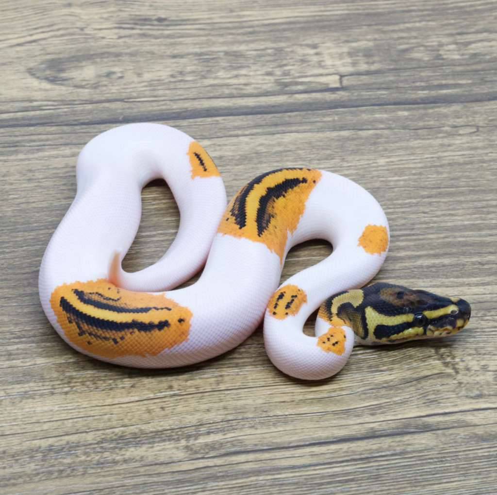 orange-dream-yellow-belly-pied-0WG7LWZF17