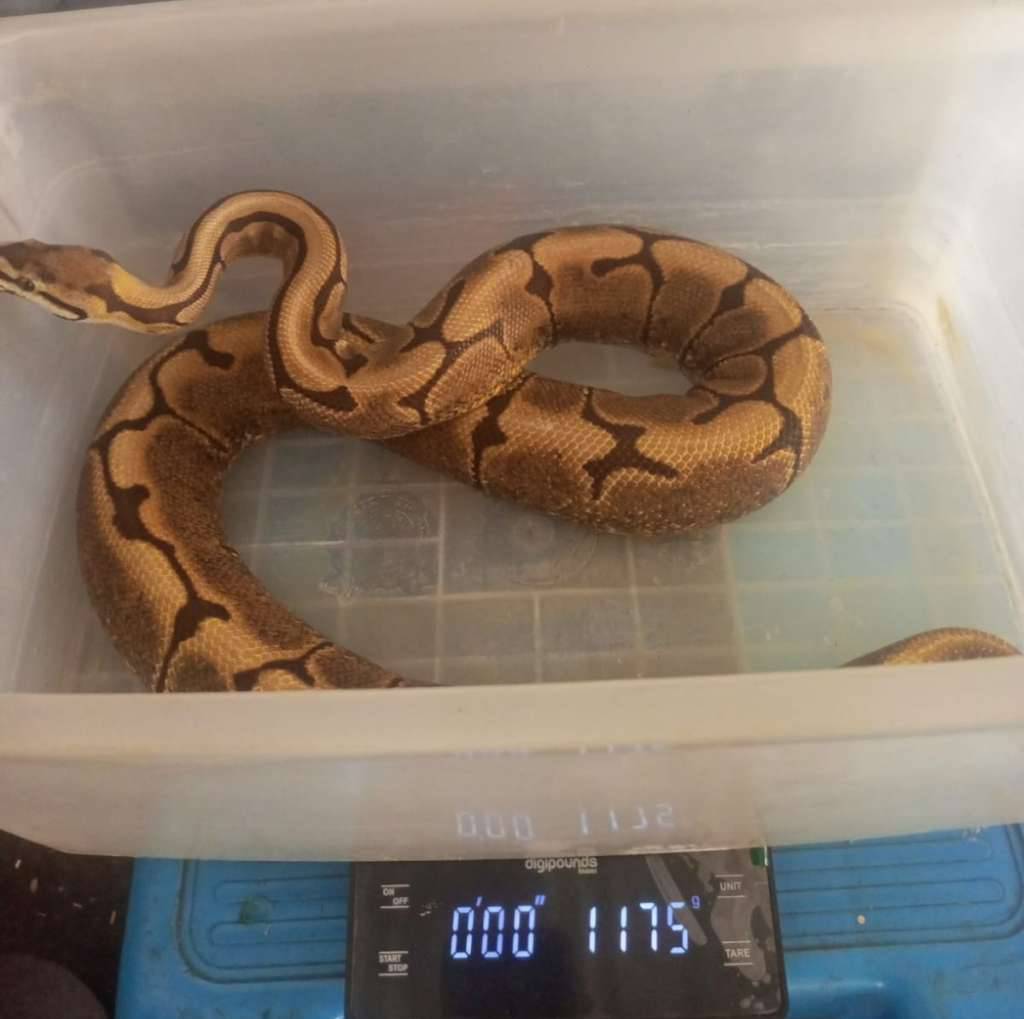 spider-het-pied-IV9JNHIVJV