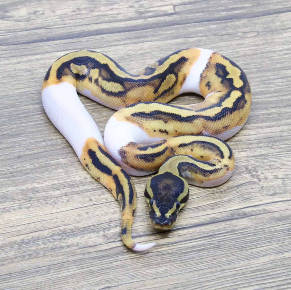 pied-orange-dream-3KKVFT35ZD