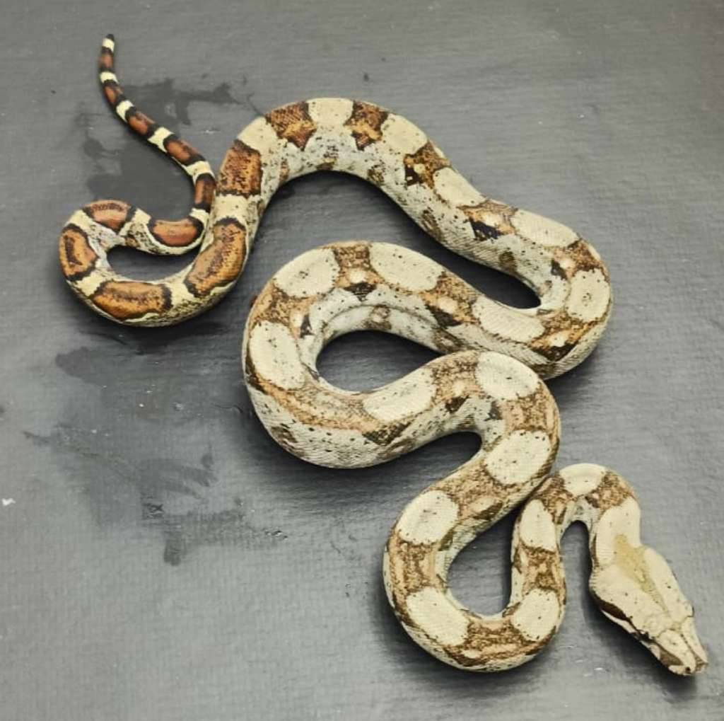 boa-pastel-YZ0Q8QE5D3