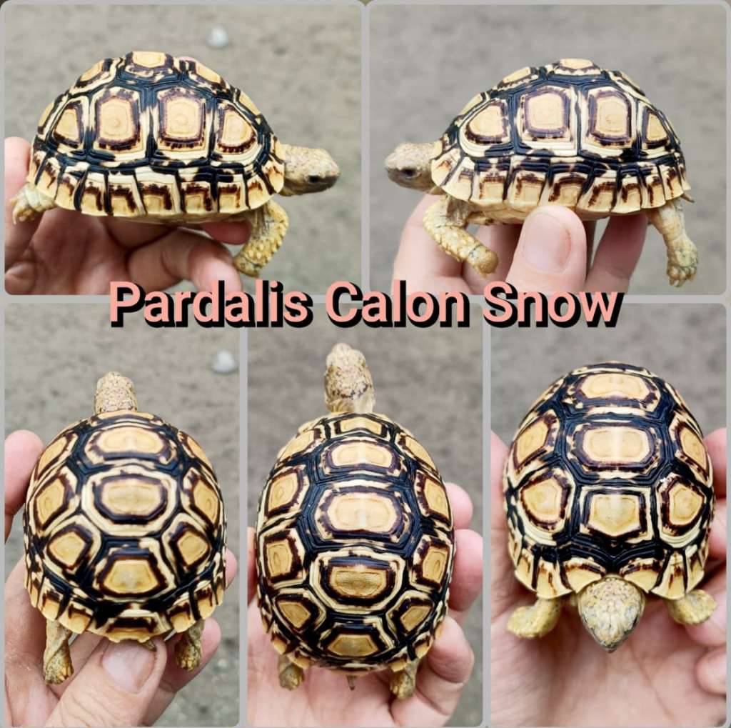 kura-leopard-pardalis-snow-MY1AIRCAUO