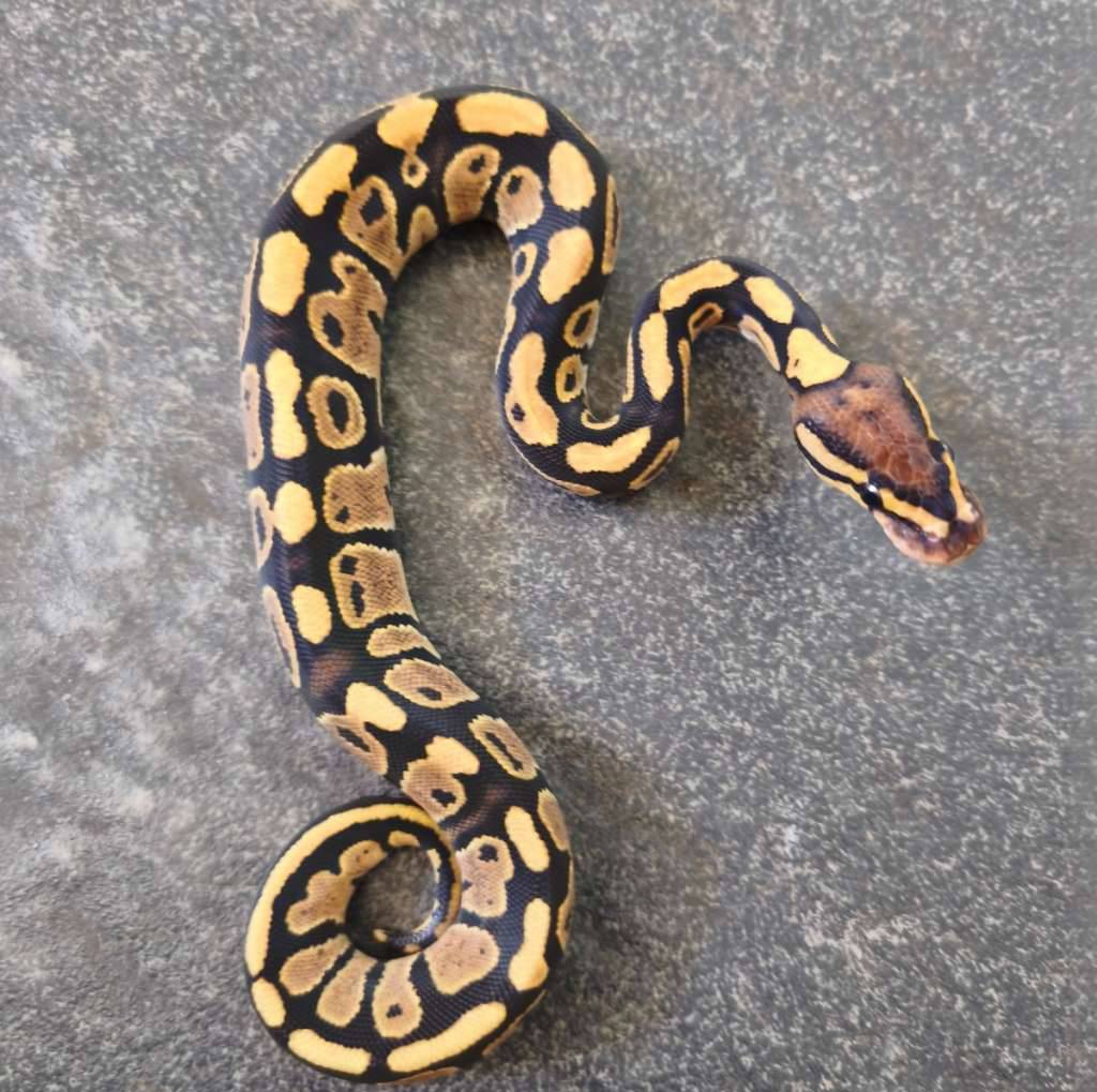 fire-het-clown-UMYNAJAXHM