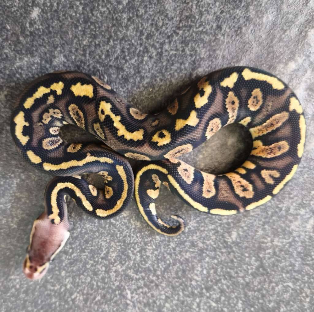 pastel-stranger-het-clown-EHEYBG3F88