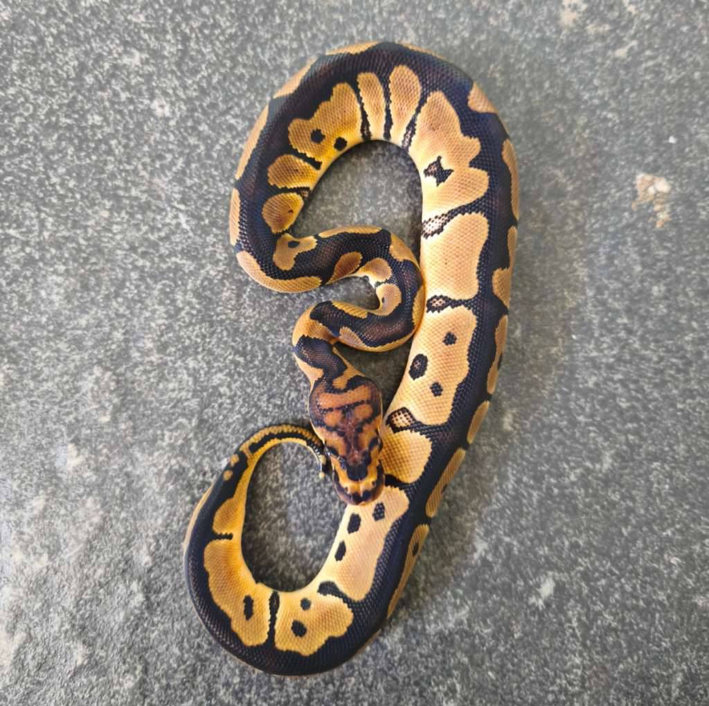 clown-ball-python-2IWMFSAW90