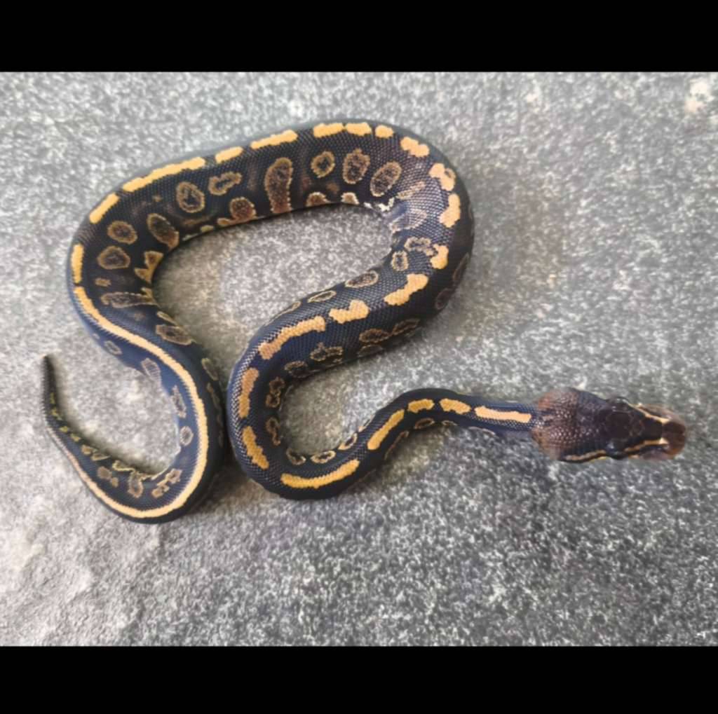 stranger-het-clown-WV64B7JMZB