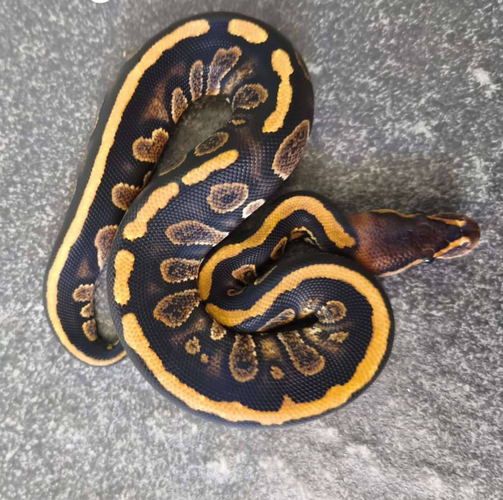 fire-stranger-het-clown-GFC6TQLRVI