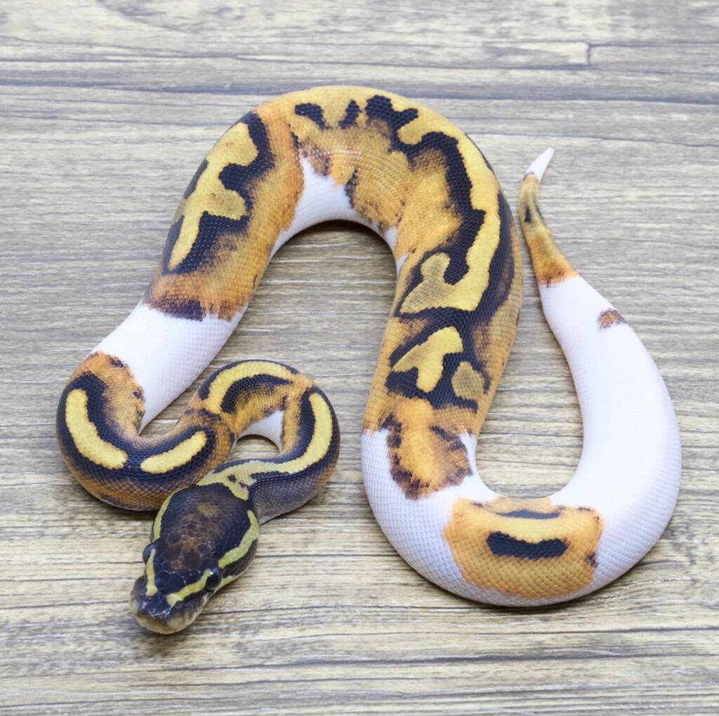 pied-het-lavender-SPZ8J9HT85