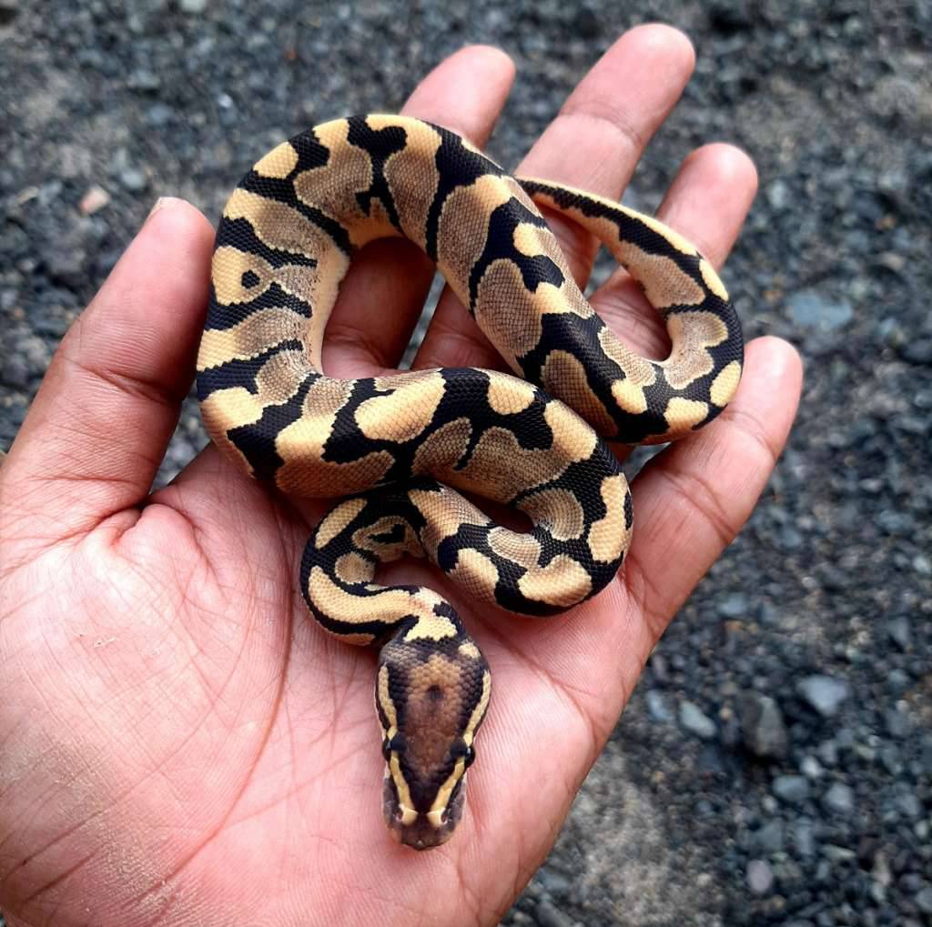 ball-python-firevanilla-male-kode-a-Y2AOA6Y8YF