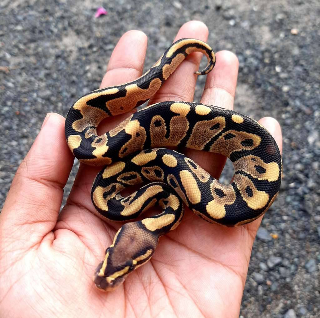 ball-python-firevanilla-male-kode-b-QKLON765Z2