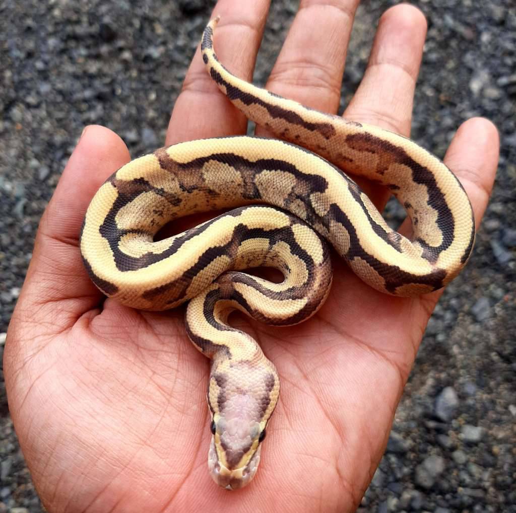 ball-python-vanilla-cream-vanilla-fire-male-XEQ1BV3PT9