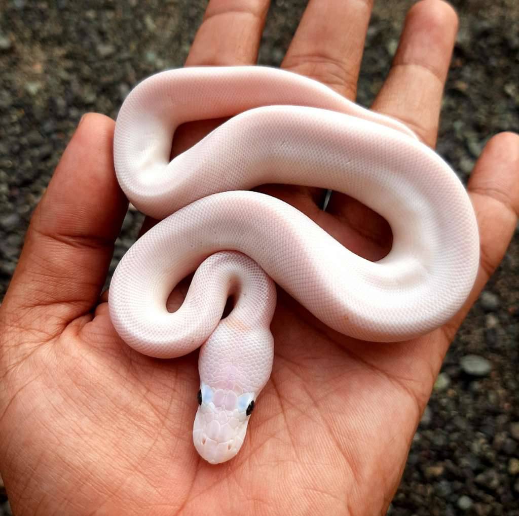 ball-python-leucistic--lucy-poss-vanilla-female-kode-a-QM5TZR75RA