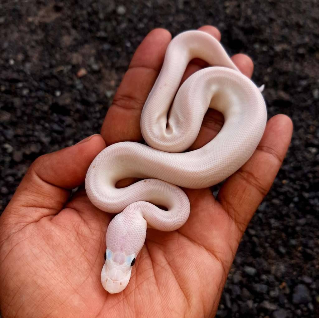 ball-python-leucistic--lucy-poss-vanilla-female-kode-b-B1F4A5MB0A