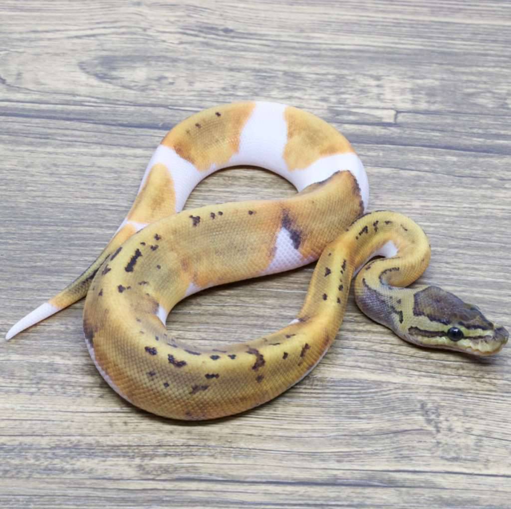 pinstripe-pied-het-lavender-DOUQP3YZSU