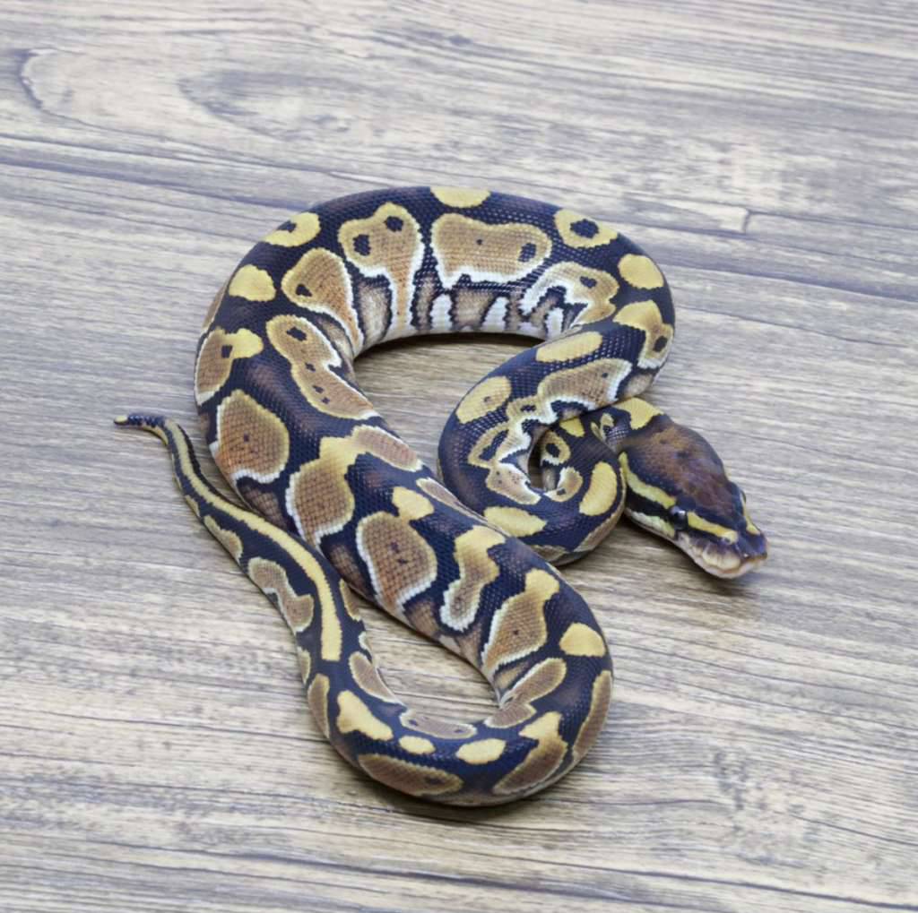 special-het-pied-het-hypo-8FP2FR233C