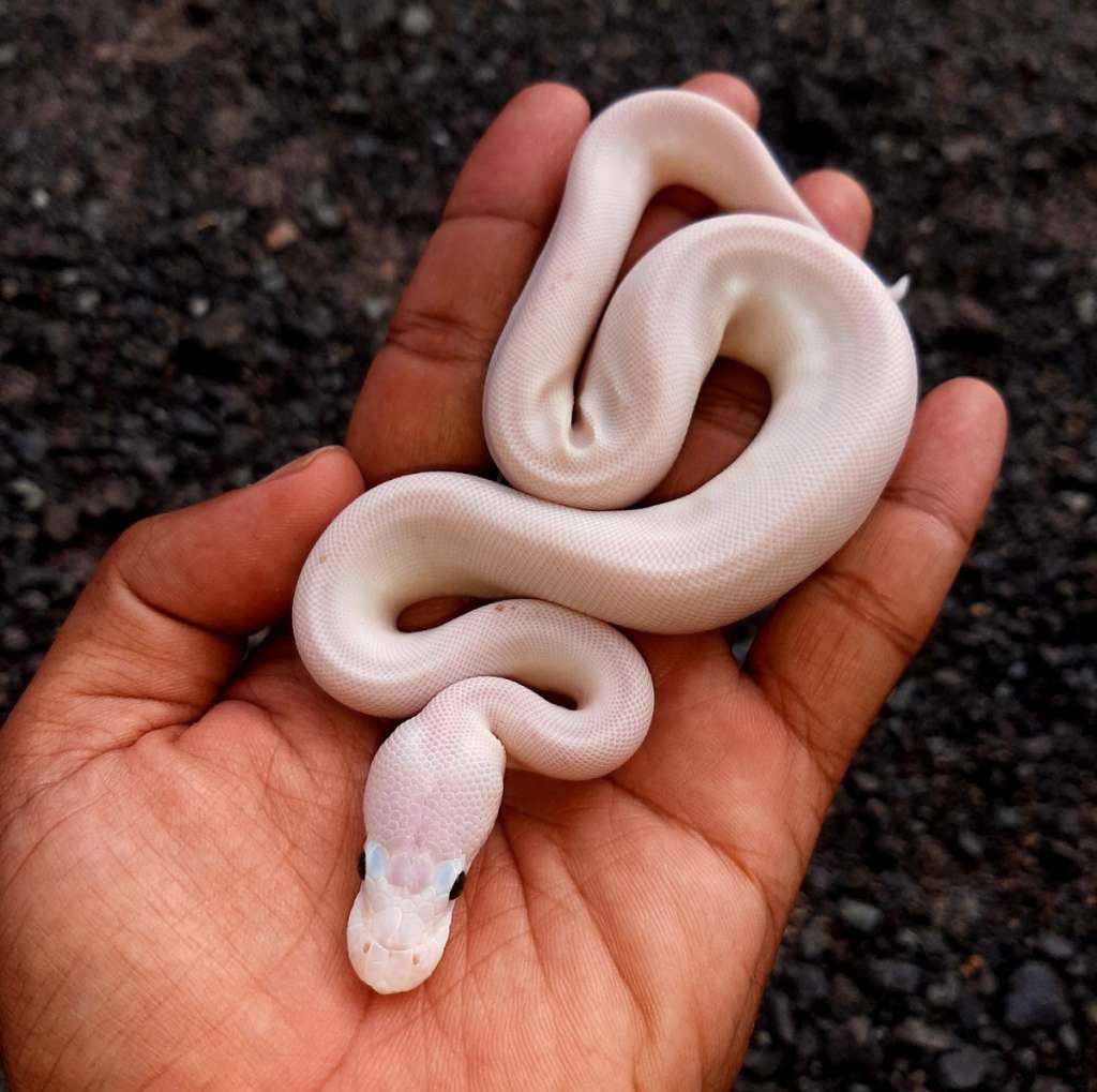ball-python-leucistic--lucy-super-fire-female-kode-b-QC5B80VZ34