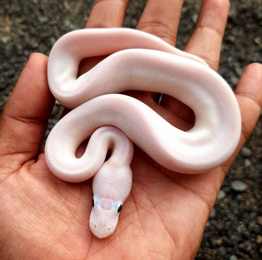 ball-python-leucistic--lucy-super-fire-female-kode-a-EZ1MMS6UQ5