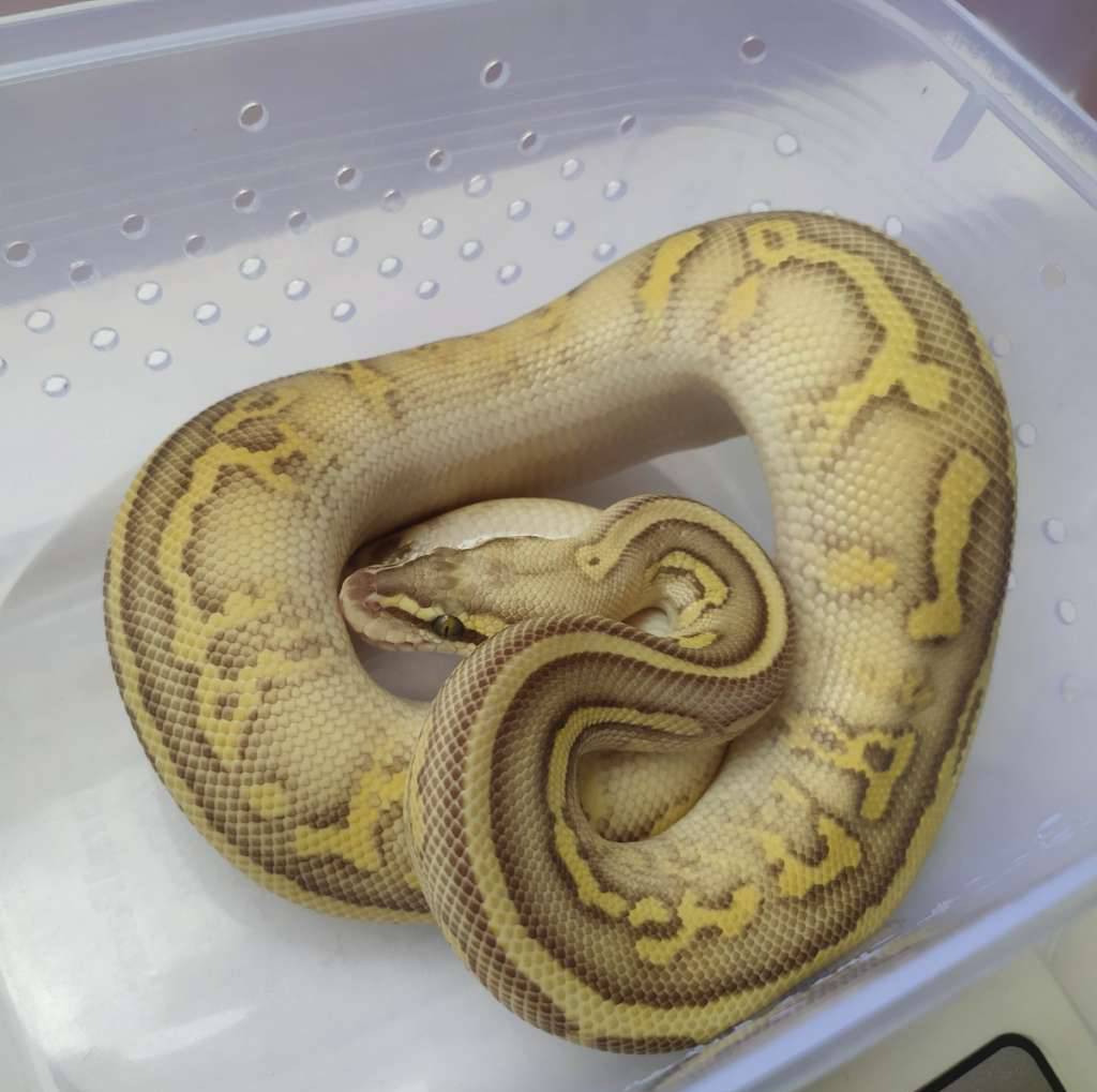 ball-python-super-pastel-leopard-lesser-poss-yellow-belly-het-clown-posshet-albino-5S8EET55YL